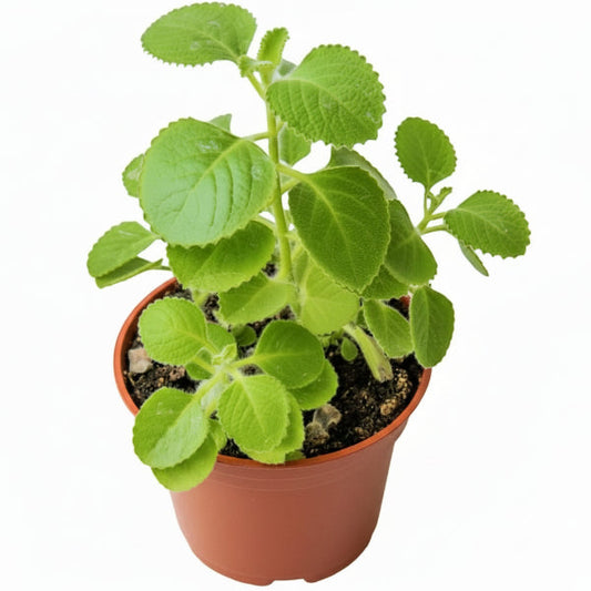 Oregano Cuban, Ajwain, Spanish thyme, Indian borage, Mexican mint – image 2