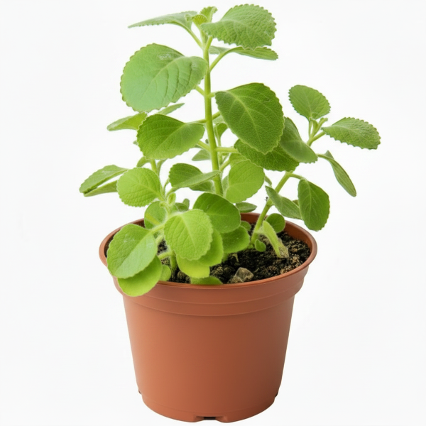 Oregano Cuban, Ajwain, Spanish thyme, Indian borage, Mexican mint – image 1