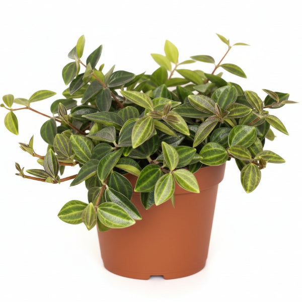 Green Leaf Peperomia , Peperomia Angulate – image 1