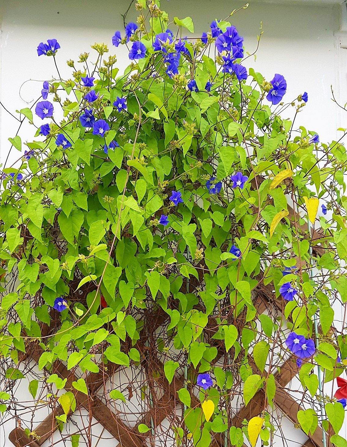 Jacquemontia Pentantha, Sky Blue Cluster Vine – image 4