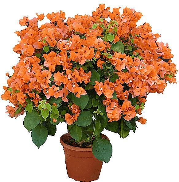 Bougainvillea Spectabilis Orange – image 3