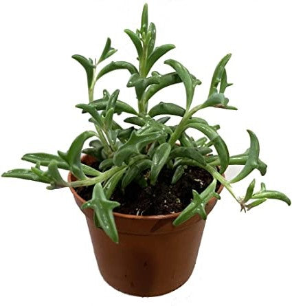 String of Dolphins , Senecio Peregrinus – image 5
