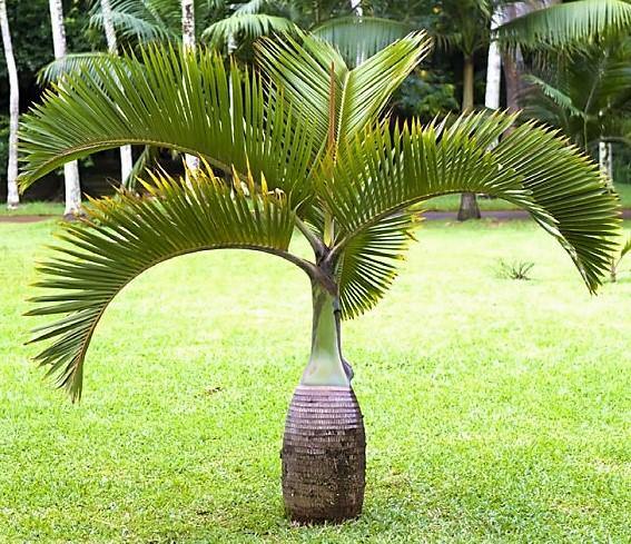 Bottle Palm, Hyophorbe Lagenicaulis – image 4