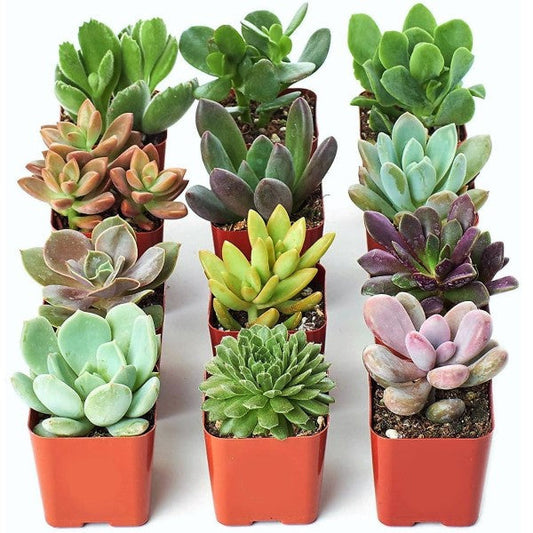 Mini succulents "Per Piece" – image 1
