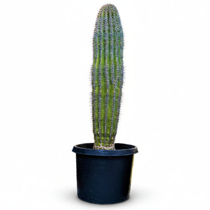 Saguaro Cactus – image 5