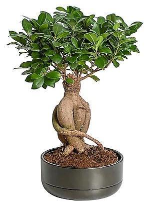 Ficus Ginseng Bonsai, Ficus nitida, Microcarpa – image 4