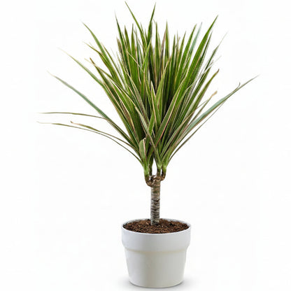 Dracaena Draco, Drago, Dragon Tree – image 3