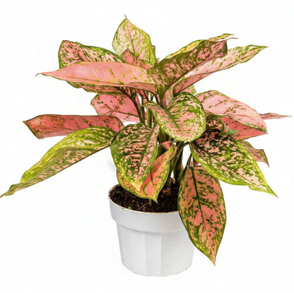 Aglaonema sp, Lady Valentine – image 3