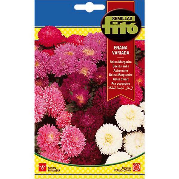 Aster Dwarf Queen Mixed Seeds – image 1