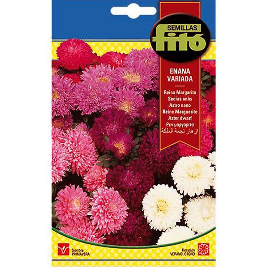 Aster Dwarf Queen Mixed Seeds – image 1