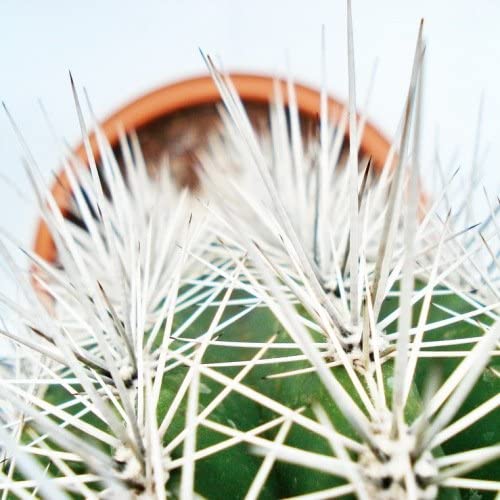 Pachy Cactus – image 3