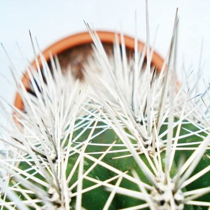 Pachy Cactus – image 3