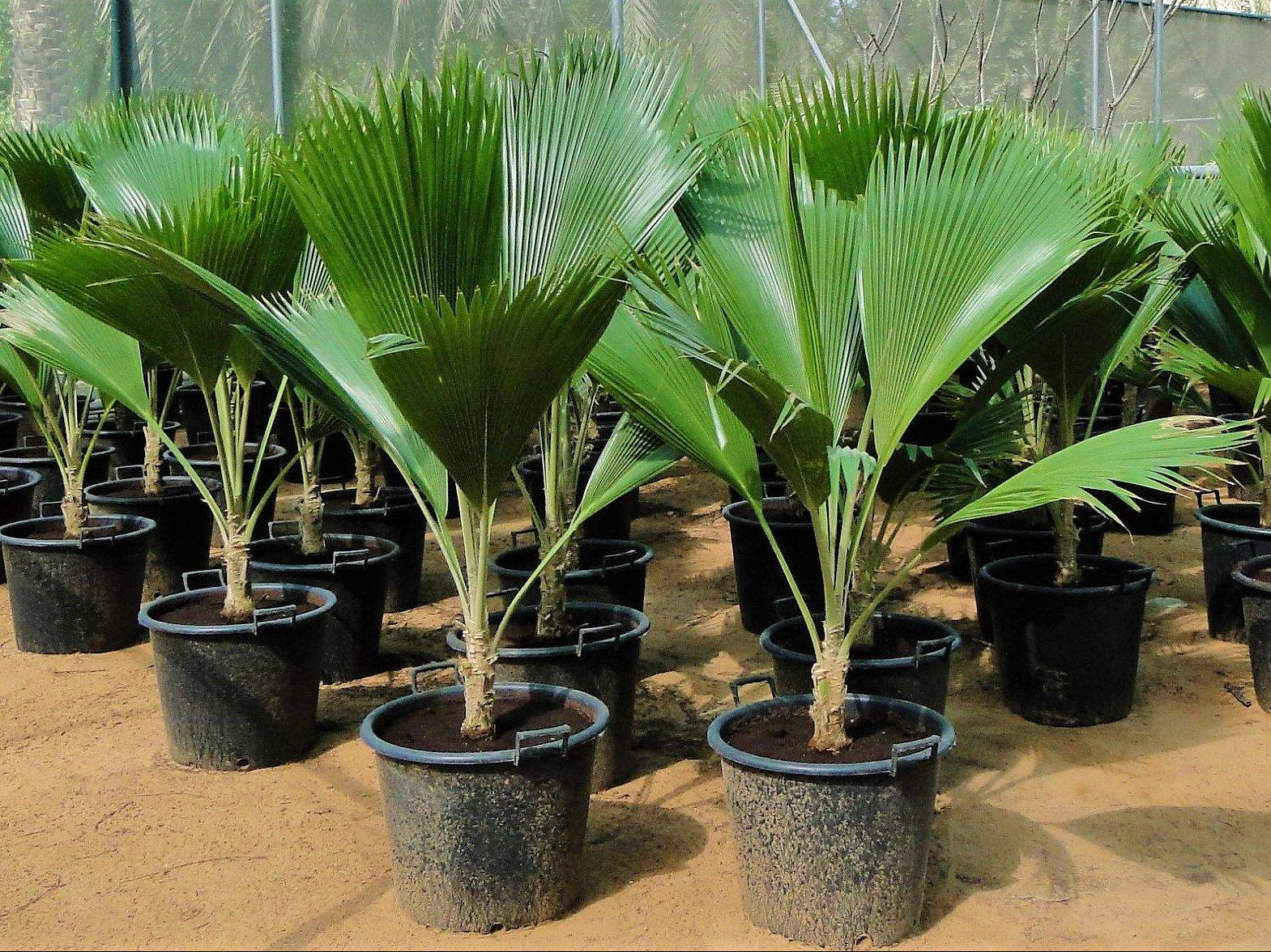 Fiji Fan Palm, Pritchardia Pacifica – image 2