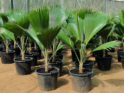 Fiji Fan Palm, Pritchardia Pacifica – image 2