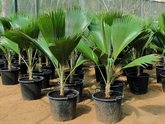 Fiji Fan Palm, Pritchardia Pacifica – image 2