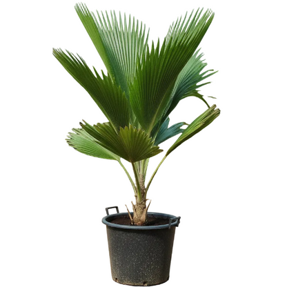 Fiji Fan Palm, Pritchardia Pacifica – image 5