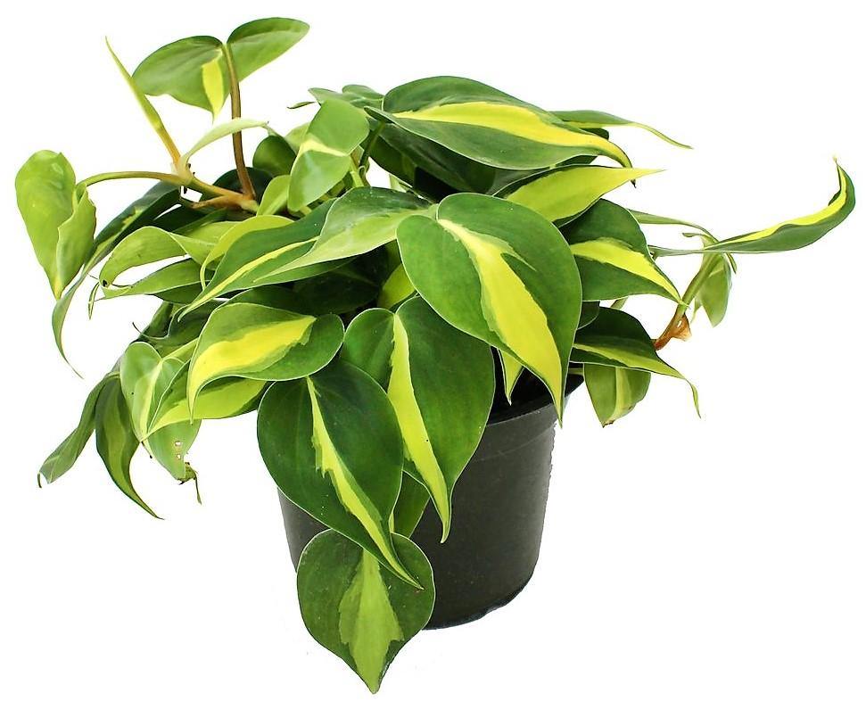 Philodendron Brasil, Heartleaf Philodendron – image 3