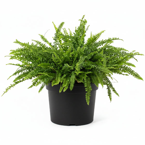 Nephrolepis exaltata, Green Lady, Boston Fern or Sword Fern – image 2