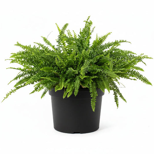 Nephrolepis exaltata, Green Lady, Boston Fern or Sword Fern – image 2