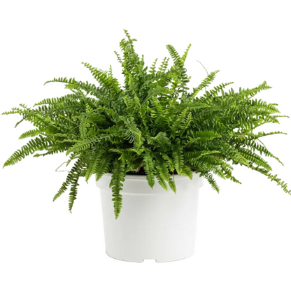 Nephrolepis exaltata, Green Lady, Boston Fern or Sword Fern – image 5