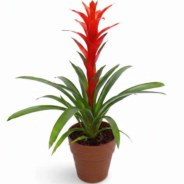 Guzmania Red Yellow Orange Plants, Scarlet Star – image 3