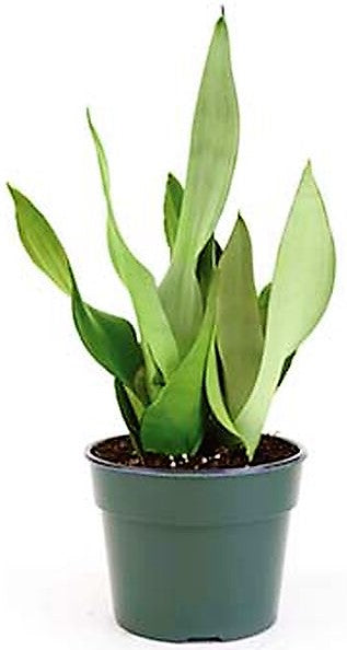 Snake Plant MoonShine, Sansevieria trifasciata – image 5