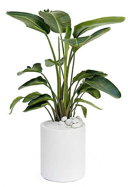 Bird of Paradise, Strelitzia Nicolai – image 6