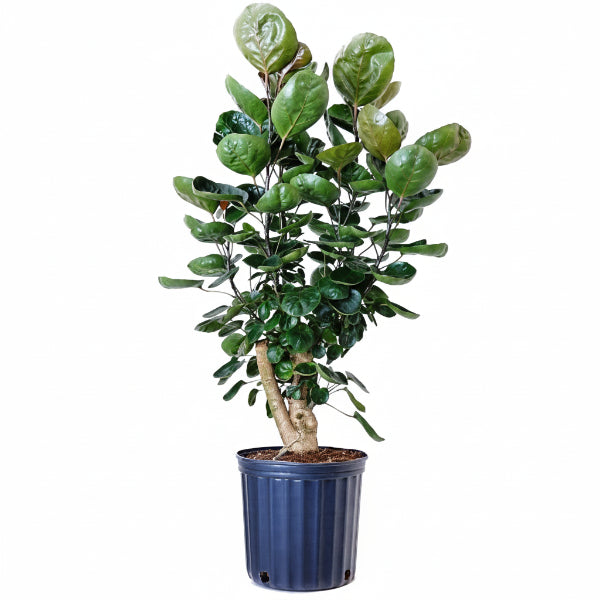 Aralia Fabian, Polyscias Fabian – image 1