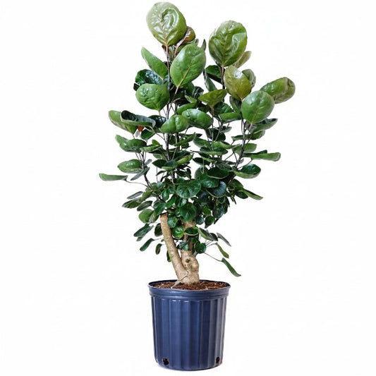 Aralia Fabian, Polyscias Fabian – image 1