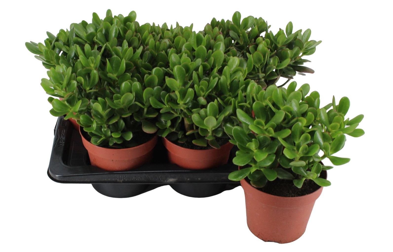 Money Tree, Crassula ovata, Dollar Plant, Jade Tree – image 3