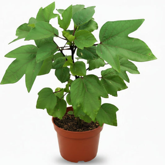 Hibiscus Sabdariffa, Roselle, Karkade – image 1