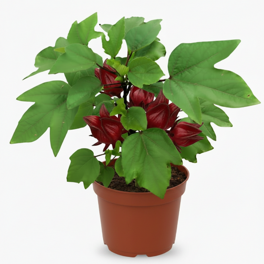 Hibiscus Sabdariffa, Roselle, Karkade – image 2