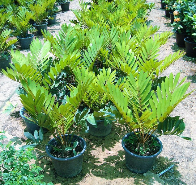 Cardboard Palm, Zamia Furfuracea – image 3