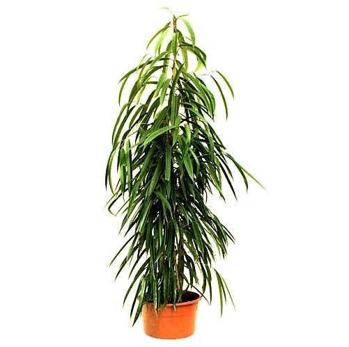 Ficus Amstel Queen – image 3