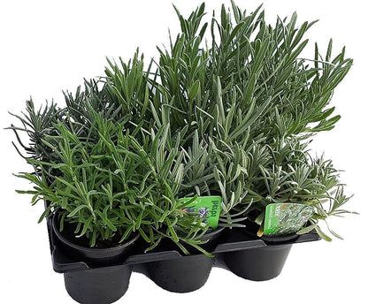Lavender Herb, Lavandula Dentata – image 4
