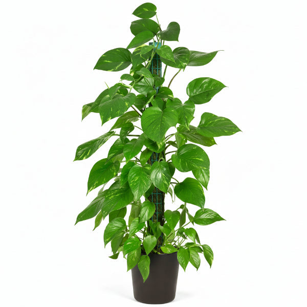Money Plant, Epipremnum Aureum Mosstok (Big) – image 2