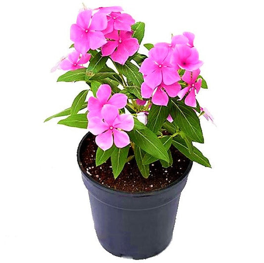 Vinca Flowers (small), Periwinkle – image 1