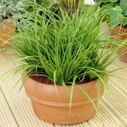 Carex Hachjioensis, EverGold – image 6