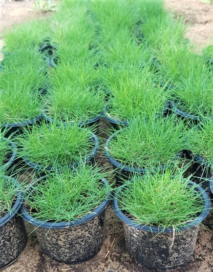 Zoysia Japonica, Korean Lawn Grass – image 7