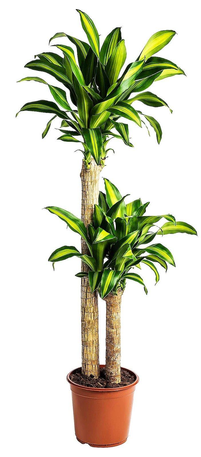 Dracaena Massangeana - Dracaena Fragrans – Green Plants