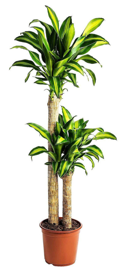 Dracaena Massangeana - Dracaena Fragrans – Green Plants