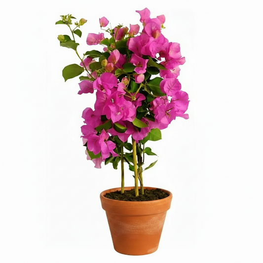 Bougainvillea Spectabilis Pink – image 1
