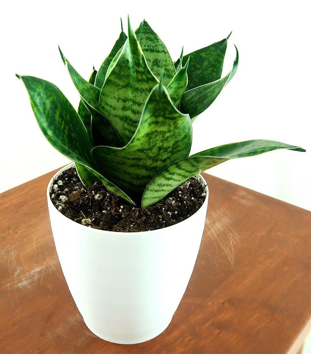 Birds Nest Snake, hahnii, Sansevieria Trifasciata Hahnii – image 5