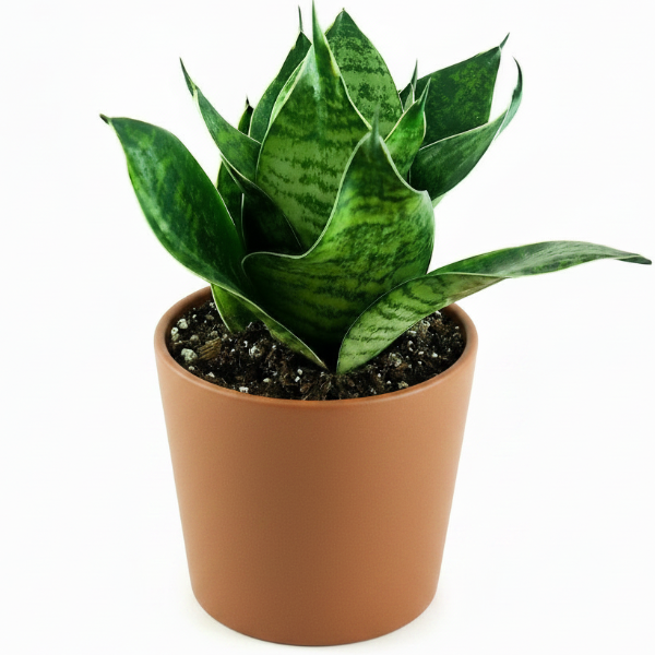 Birds Nest Snake, hahnii, Sansevieria Trifasciata Hahnii – image 1
