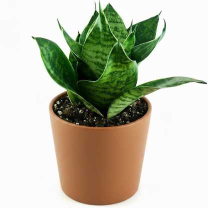 Birds Nest Snake, hahnii, Sansevieria Trifasciata Hahnii – image 1