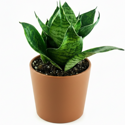Birds Nest Snake, hahnii, Sansevieria Trifasciata Hahnii – image 1