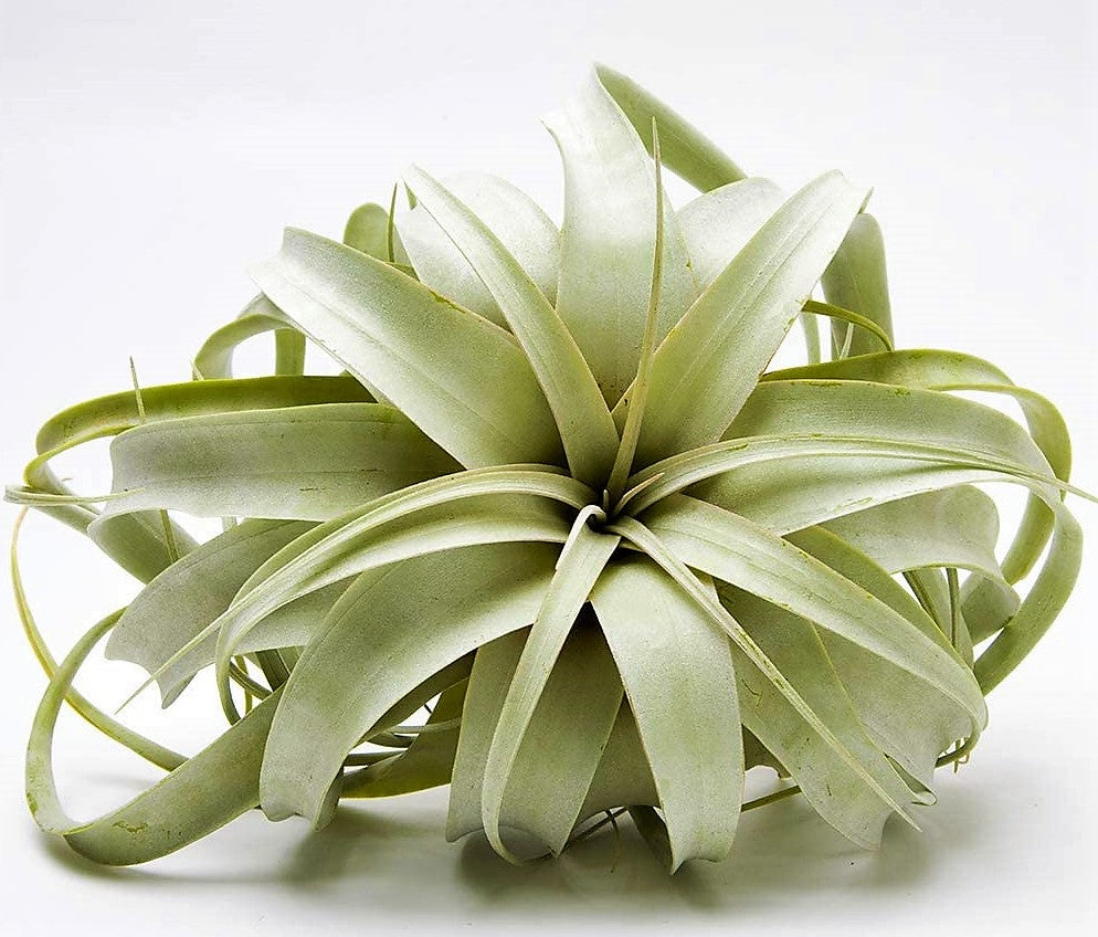 Tillandsia Xerographica – image 3