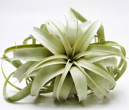 Tillandsia Xerographica – image 3