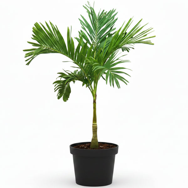 Manila Palm, Veitchia Merrillii – image 1