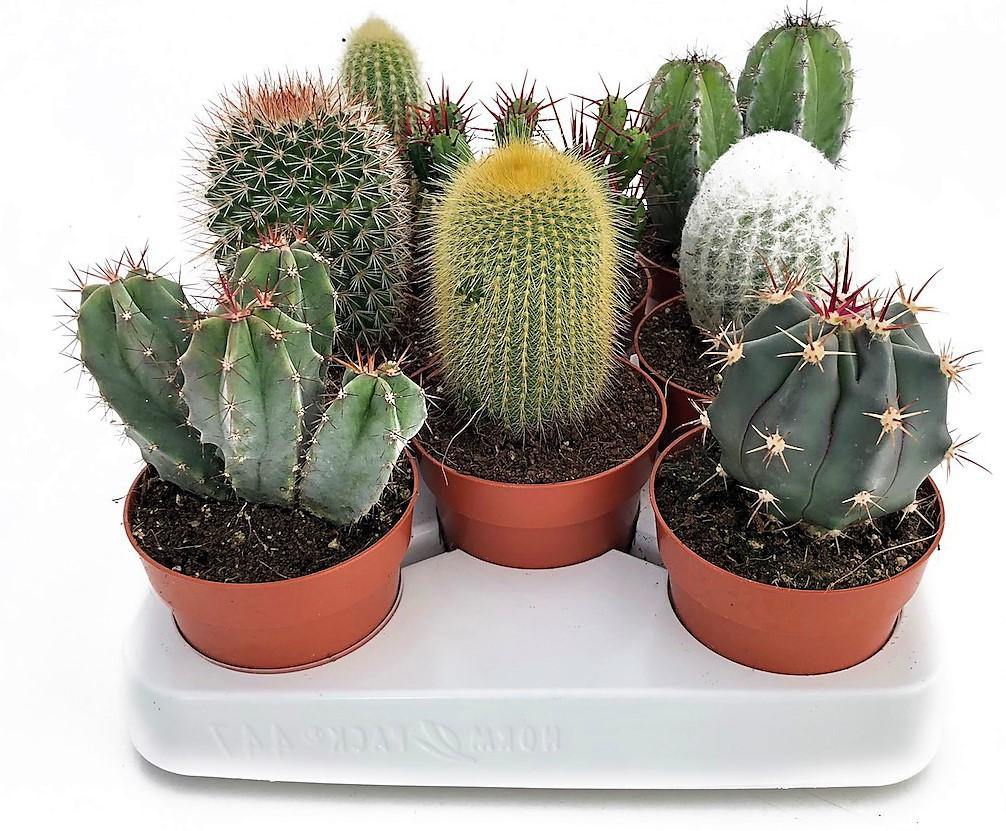Ornamental Cactus Mix – image 4